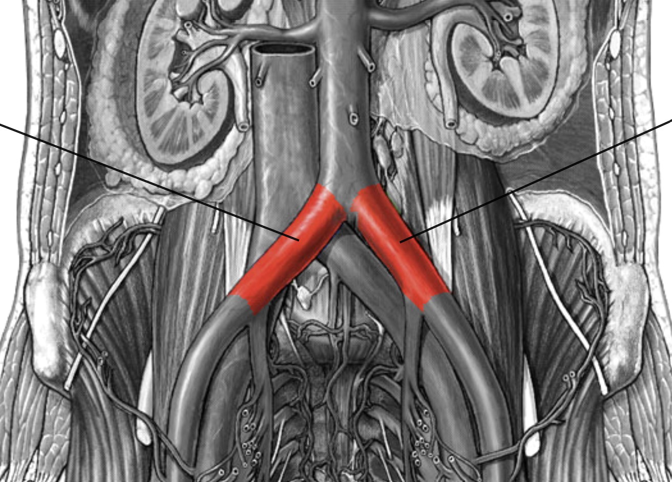 <p>Which arteries:</p><ul><li><p>Inferior to abdominal aorta &amp; inferior mesenteric artery</p></li><li><p>Branch off from abdominal aorta</p></li></ul><p></p>
