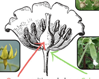 <p>Ovary positioned above calyx (Ex: tomato)</p>