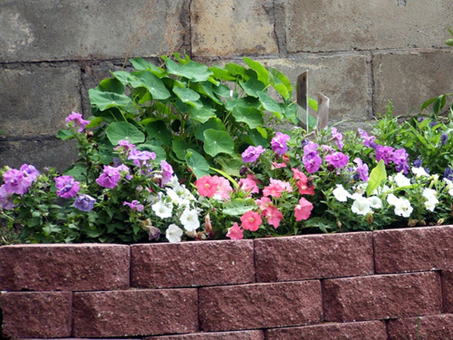 <p>garden</p>