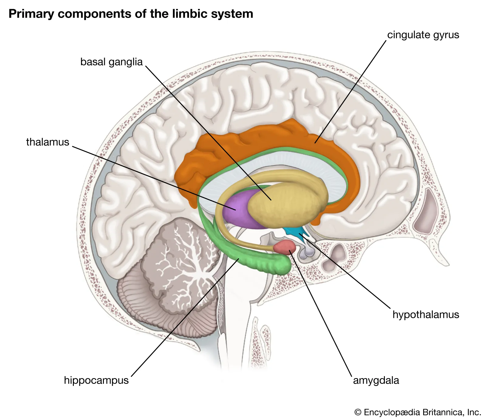 <ul><li><p>Location: Comprises structures in the frontal, temporal, and limbic lobes.</p></li><li><p>Function: Regulates emotions, memory formation, and certain aspects of motivation. It&apos;s often referred to as the emotional center of the brain.</p></li></ul>