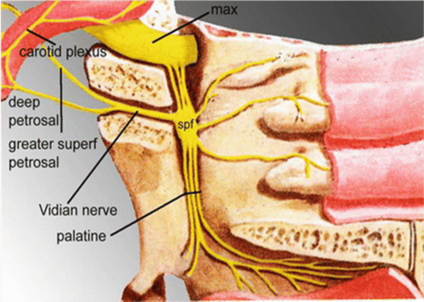 <p>Nerve of the pterygoid canal (Vidian nerve)</p>