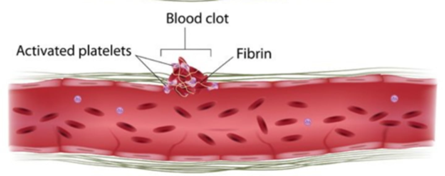 <p>Occurs within 3 to 6 minutes<br>Remains as endothelium regenerates<br>Broken down after tissue repair</p>
