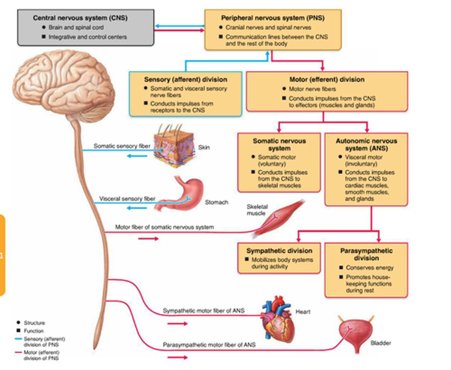 <p>Sensory and Motor</p>