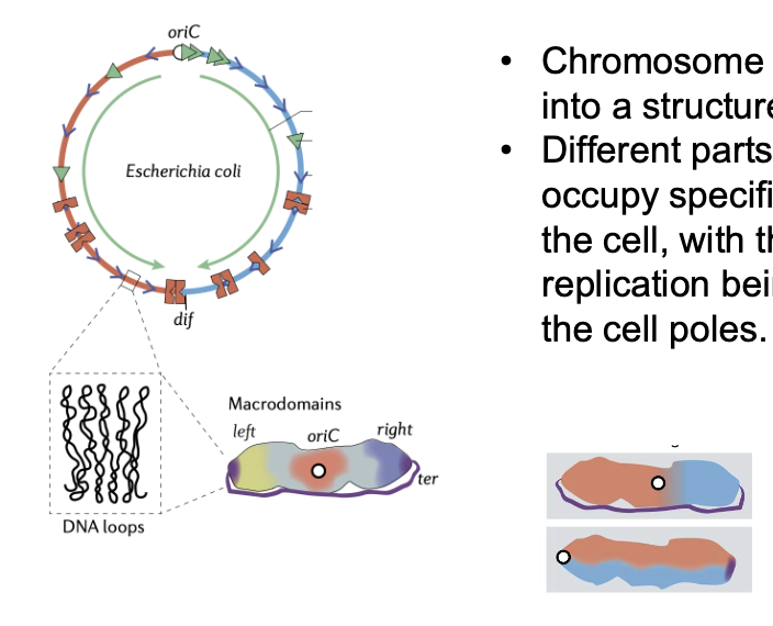 <ul><li><p><strong>nucleoid structure</strong> of chromosome and protein</p><ul><li><p>difft parts of the chromsome occupy specific parts of the nucleoid in the cell</p><ul><li><p>origin of DNA replication is at the cell center or at the cell poles</p><ul><li><p>this is analogous to eukaryotic higher order organization</p></li></ul></li></ul></li></ul></li></ul><p></p>