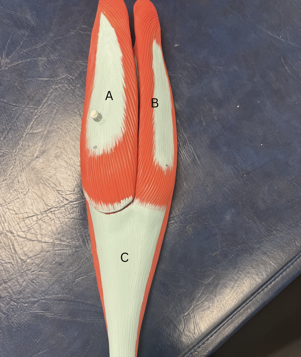 <p>Label the muscles A-B and the tendon C</p>