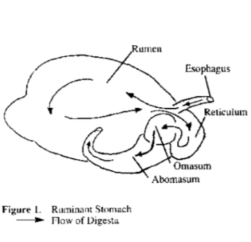 <p>Rumen, Reticulum, Omasum, Abomasum (true stomach)</p>