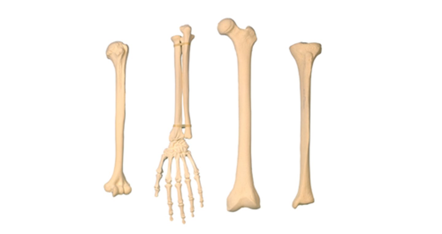 <p>bones that are longer than they are wide</p><p>These types of bones consist of a shaft with two enlarged ends.</p><p>They have a thick layer of superficial compact bone with some deep spongy bone.</p><p>The majority of the appendicular skeleton (i.e. arms and legs) is classified as this type of bones. The only exceptions are the patella (kneecap), carpal bones of the wrist, and tarsal bones of the ankle.</p>
