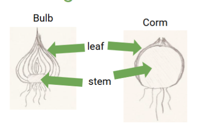 <p>Corm</p>