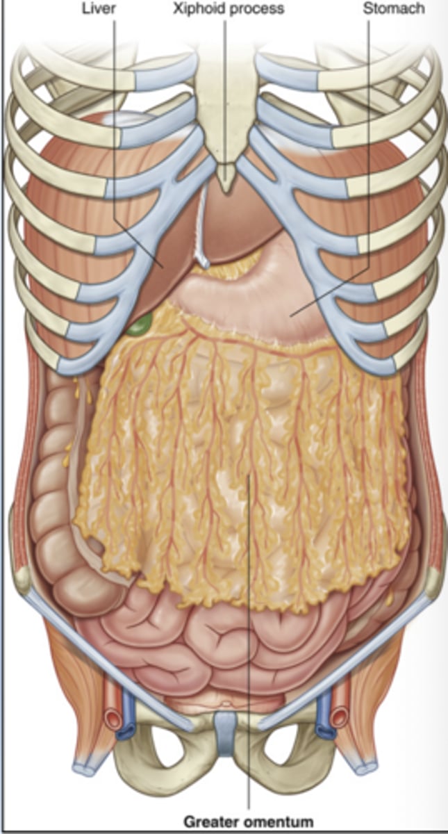 <p>Protects abdominal organs, stores fat, and provides immune surveillance.</p><p>It can migrate toward inflamed areas.</p>