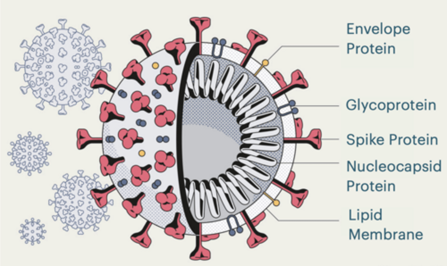 <p>TYROSINE KINASE RECEPTORS </p><p>EGFR receptors - type of RTK Mutated in many forms of cancer </p><p>Deletion of Exon19 occurs in ~10-20% of lung cancers</p><p>Makes EGFR receptors more active</p><p>SARS-CoV-2 </p><p>Corona virus </p><p>Lipid membrane surrounding virus </p><p>spike proteins - That bind host receptor (ACE2)</p><p>RNA genome </p><p>Nucleocapsid protein protects RNA </p><p>Causes the disease COVID-19</p><p>SPIKE PROTEINS </p><p>binds ACE2 </p><p>changes shape and fuses w cell membrane </p><p>THIS IS THE ENTRY MECHANISM</p>