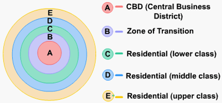 <p>A model of the internal structure of cities in which social groups are spatially arranged in a series of rings.</p>