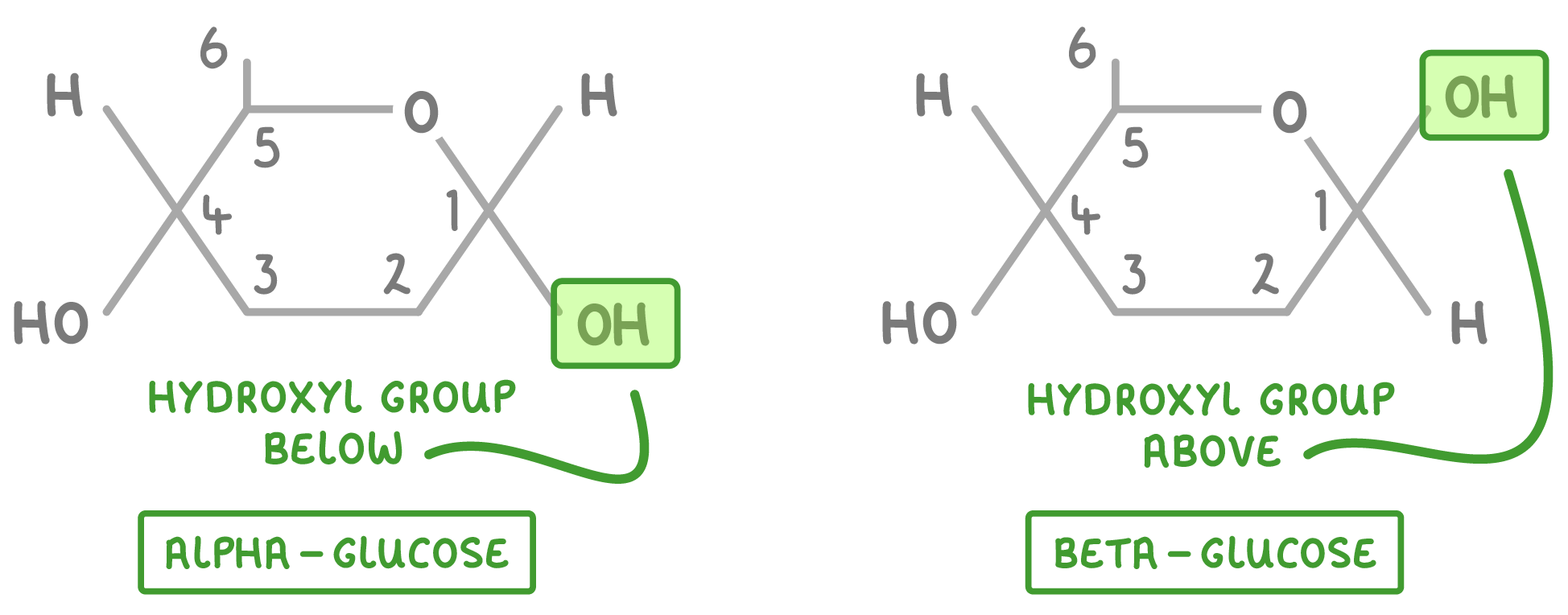 <p>glucose has two isomers:</p>