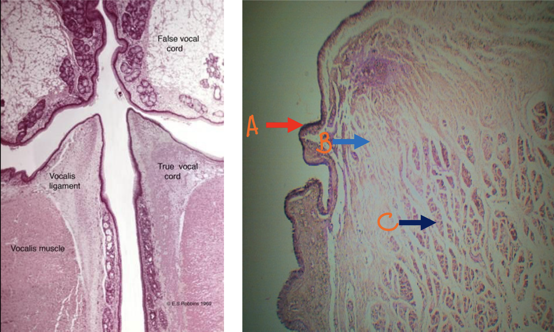 <p>Identify the structure</p>