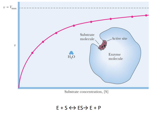 <p>metal ions or organic coenzymes that participate in some enzyme reactions</p>
