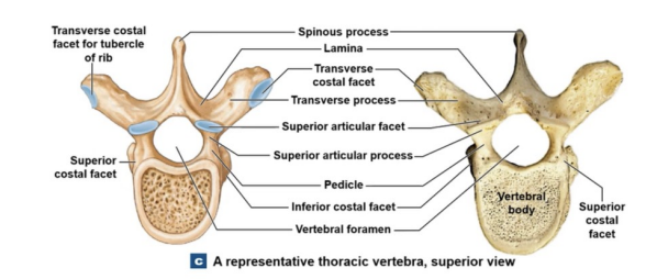 <p>Vertebrae anatomy</p>