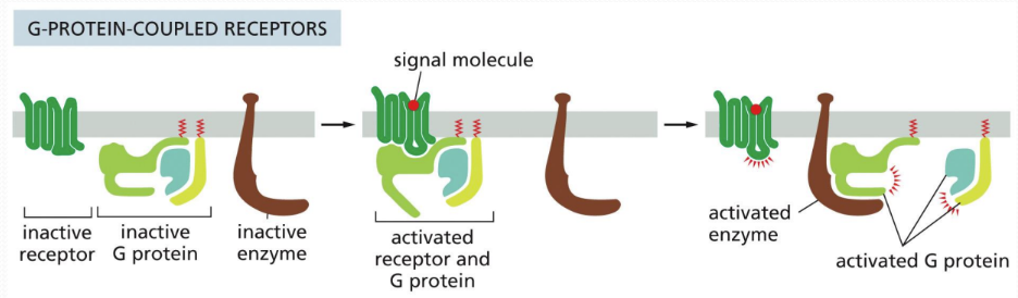 <p class="Paragraph SCXW20205405 BCX0" style="text-align: left"><span><u>G-protein-coupled receptors (GPCR) </u>= signal activates receptor and GTP-binding protein (G-protein) which in turn activates the target&nbsp;</span></p><ul><li><p class="Paragraph SCXW20205405 BCX0" style="text-align: left"><span>Targets can be enzymes, other proteins, ion channels&nbsp;</span></p></li></ul><ul><li><p class="Paragraph SCXW20205405 BCX0" style="text-align: left"><span>G-protein subunit attaches to cytosolic lipid bilayer with an anchor&nbsp;</span></p></li></ul><p></p>