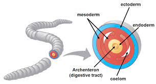 <p>A cavity that runs the length of the body</p>