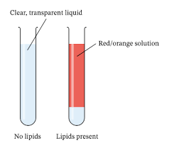 <p>Add Sudan III stain solution to the sample and shake gently. A red-stained oil layer will separate out and float on surface if lipid is present.</p>