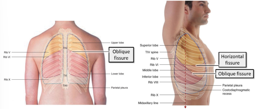 <p>Posteriorly - in the midline, near the spine of vertebra <strong>T4</strong></p><p style="text-align: start">Laterally - descends diagonally, crossing the <strong>4th and 5th intercostal spaces&nbsp;</strong>to reach&nbsp;<strong>rib 6</strong></p><p style="text-align: start">Anteriorly - follows <strong>rib 6&nbsp;</strong>and its costal cartilage&nbsp;</p>