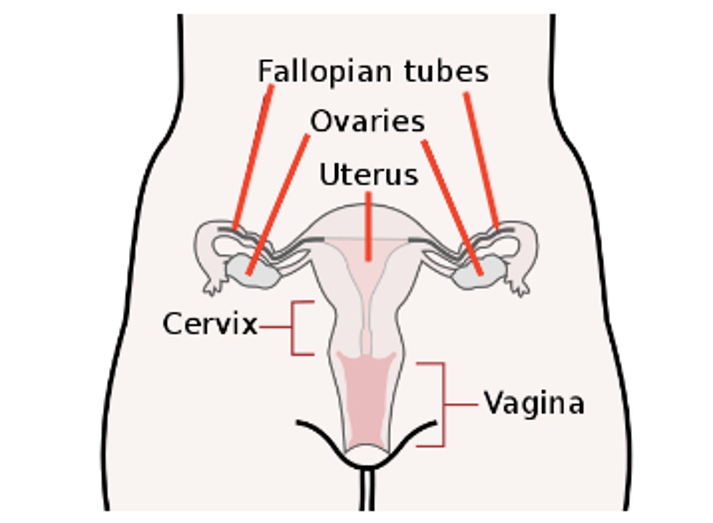 <p>uterus; external environment</p>