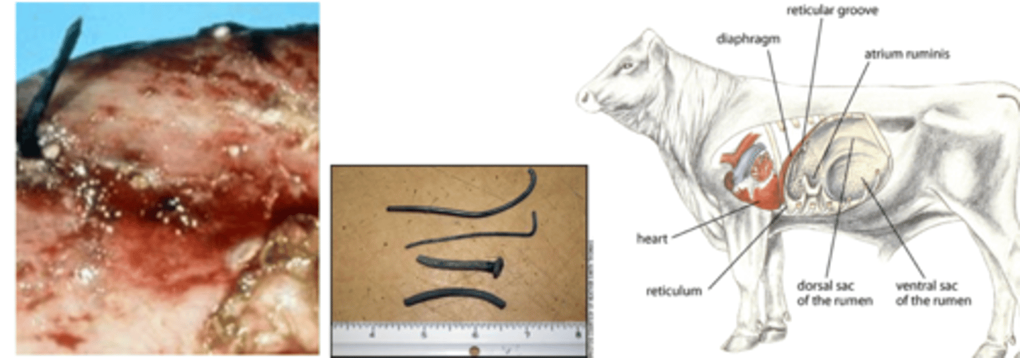 <p>primary cause:</p><p>perforation by a sharp object that was ingested by the animal</p><p>predisposing causes:</p><p>pregnancy</p><p>bloat</p><p>strong muscle effort</p>