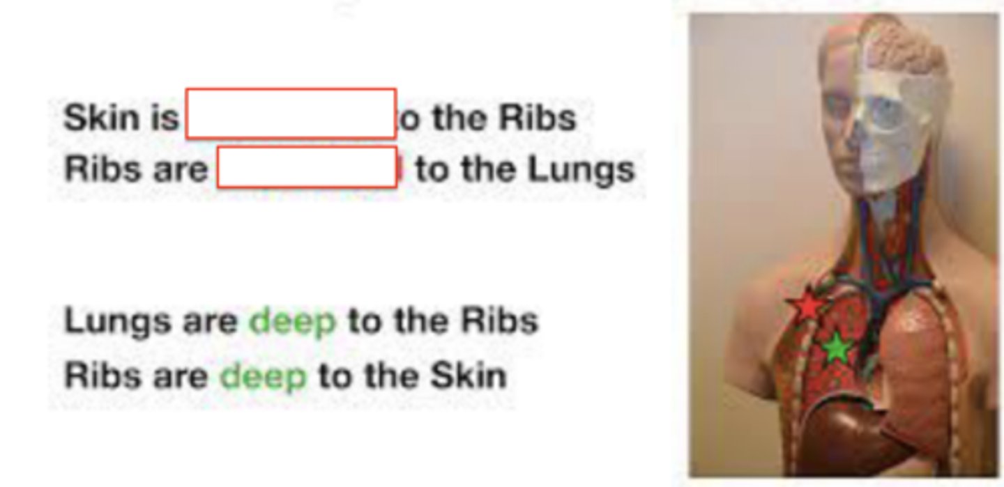 <p>closer to the surface of the body or towards the edge</p>