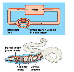 <ul><li><p>fluids stay within the tubes at all times</p></li></ul><p></p>