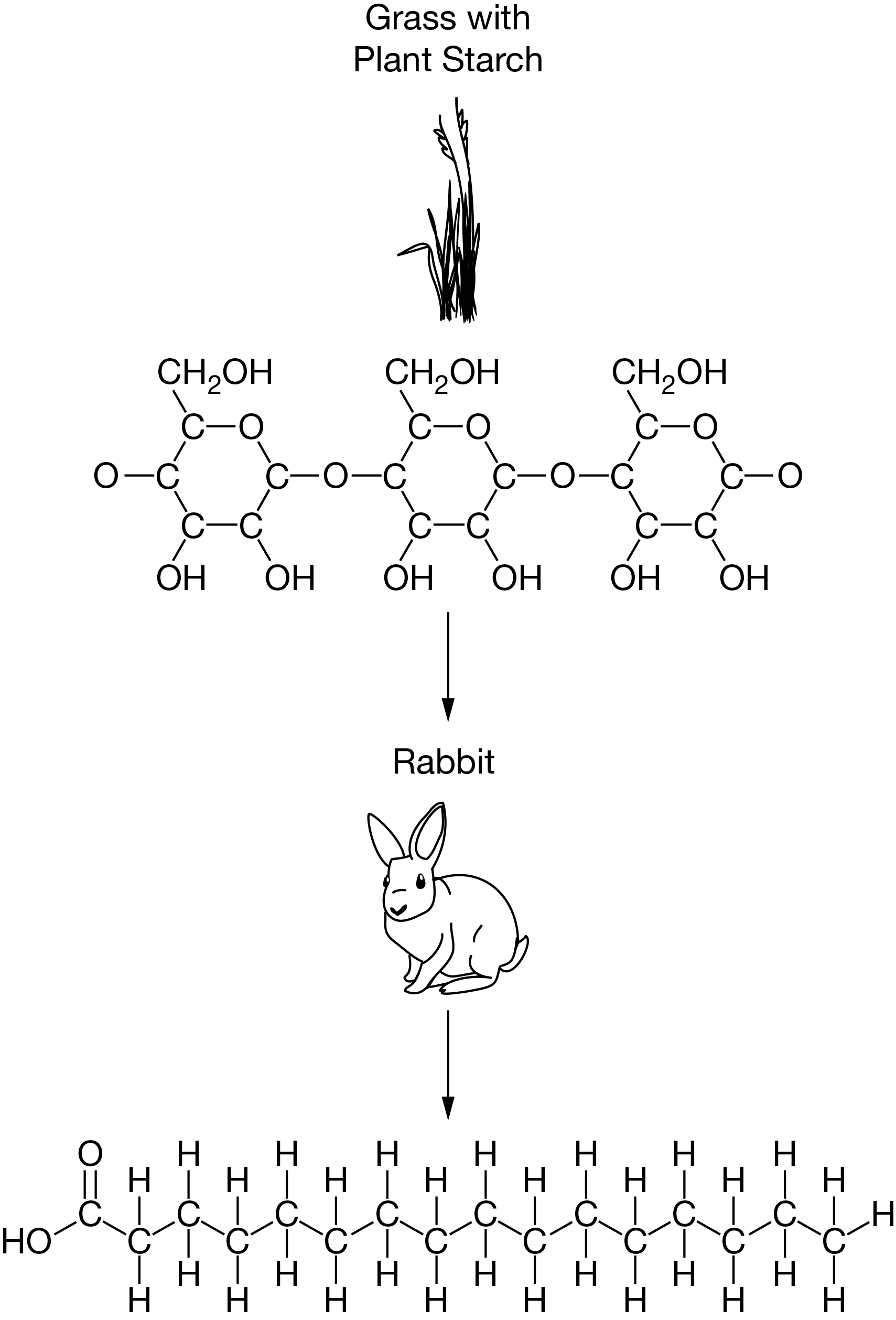 <p>Which of the following statements best describes how organisms such as rabbits obtain the carbon necessary for building biological molecules?</p>