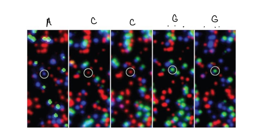 <p>Sequencing of each strand (6)</p>