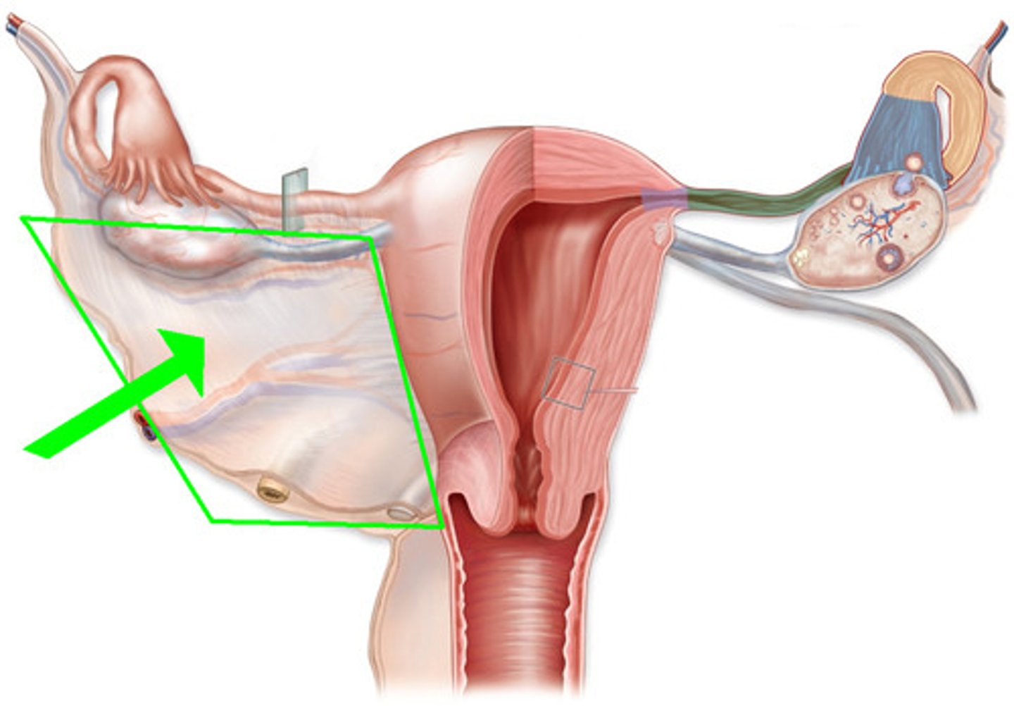 <p>drapes over uterus</p>