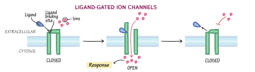 <p>ligand binds, ion channel opens to ions, ligand displaced, ion channel closed</p>