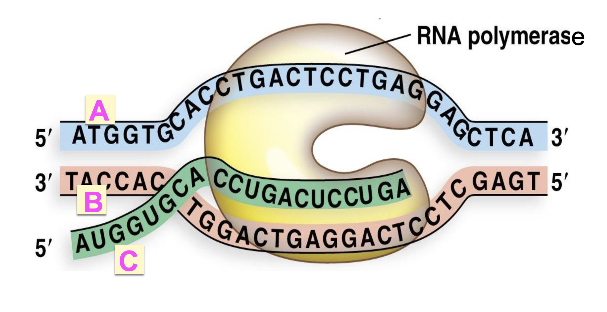 <p>where is the new nucleotide added?</p>