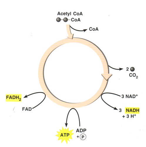 in the presence of oxygen the acetyl-CoA will go through the citric acid cycle, where it will go through a series of reactions (occurs in the mitochondria, breaks down acetyl-CoA and form ATP and CO2, electrons carriers -NAD+ & FAD- take electrons to the electron transport chain)