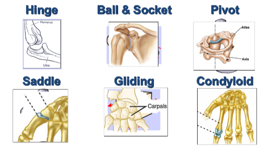<p>hinge, ball and socket, pivot, saddle, gliding, condyloid</p>