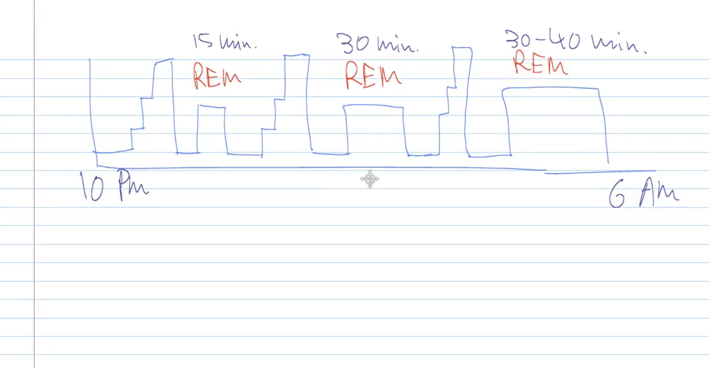<ol type="1"><li><p><span><strong><span>NREM Sleep (Non-Rapid Eye Movement) – 75% of total sleep</span></strong></span></p><ul><li><p><span><strong><span>Stage 1: 5–10 min – light sleep, drifting.</span></strong></span></p></li><li><p><span><strong><span>Stage 2: 10–20 min – slower HR, body temp drops, sleep spindles.</span></strong></span></p></li><li><p><span><strong><span>Stages 3/4: Deep, restorative sleep; slow delta waves; muscles relax.</span></strong></span></p></li></ul></li><li><p><span><strong><span>REM Sleep (Rapid Eye Movement) – 25% of total sleep</span></strong></span></p><ul><li><p><span><strong><span>Brain highly active; vivid dreams; body largely paralyzed.</span></strong></span></p></li><li><p><span><strong><span>Occurs about 90 min after sleep onset.</span></strong></span></p></li><li><p><span><strong><span>Episodes lengthen toward morning.</span></strong></span></p></li></ul></li></ol><p><span><strong><span>[Insert Diagram: Sleep cycle timeline (10 pm – 6 am with REM stages labeled)]</span></strong></span></p><ul><li><p><span><strong><span>Melatonin</span></strong><span> from pineal gland promotes sleep onset.</span></span></p></li><li><p><span><strong><span>Insomnia:</span></strong><span> difficulty falling or staying asleep.</span></span></p></li></ul><p></p>
