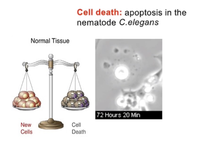 <p><strong>A network of signaling proteins</strong></p><ul><li><p>Just like mitosis, apoptosis is highly regulated</p></li><li><p>Triggered by internal/external signals</p></li></ul><p></p>