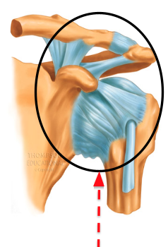 <p>bones ‘connected’ by synovial fluid, cartilage, and ligaments</p><p>MUCH MOVEMENT possible</p><p>ex. knee joint</p>
