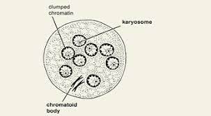 <p>Entamoeba Coli Cyst</p>