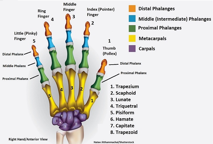 <p>2 phalanx bones (distal + proximal) instead of 3 in phalanges (<strong>thumb</strong>)</p>