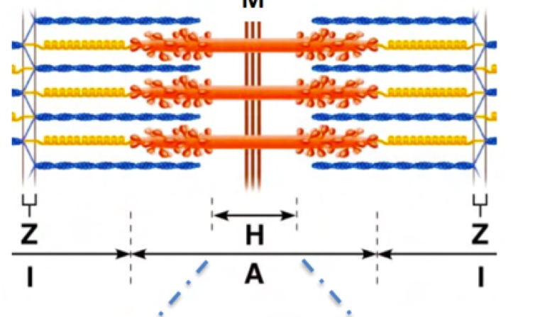 <p>Explain sarcomere structure</p>