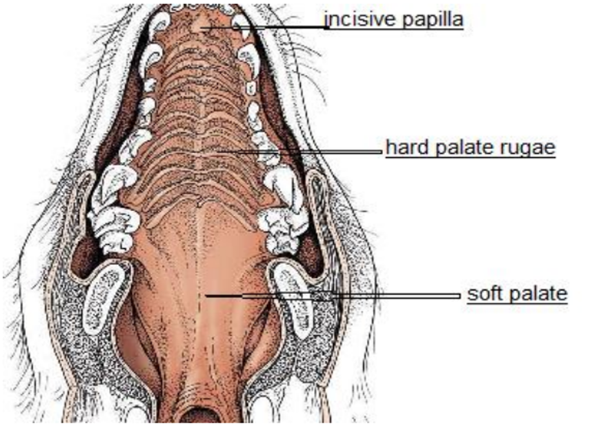 <p>The bony anterior part of the palate separating the oral and nasal cavities.</p>
