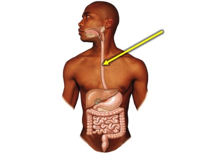 <p>-A muscular tube that connects the mouth to the stomach.<br>-pushes the bolus (food) towards the stomach using <b>peristalsis</b></p>