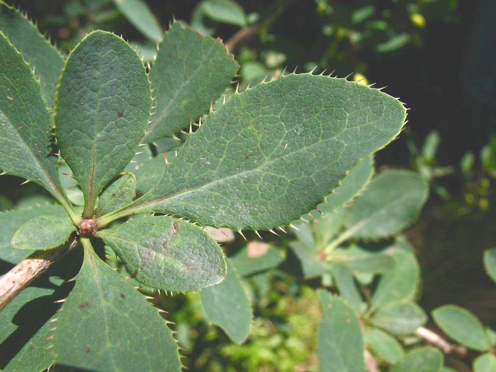 <p>Berberis vulgaris</p>