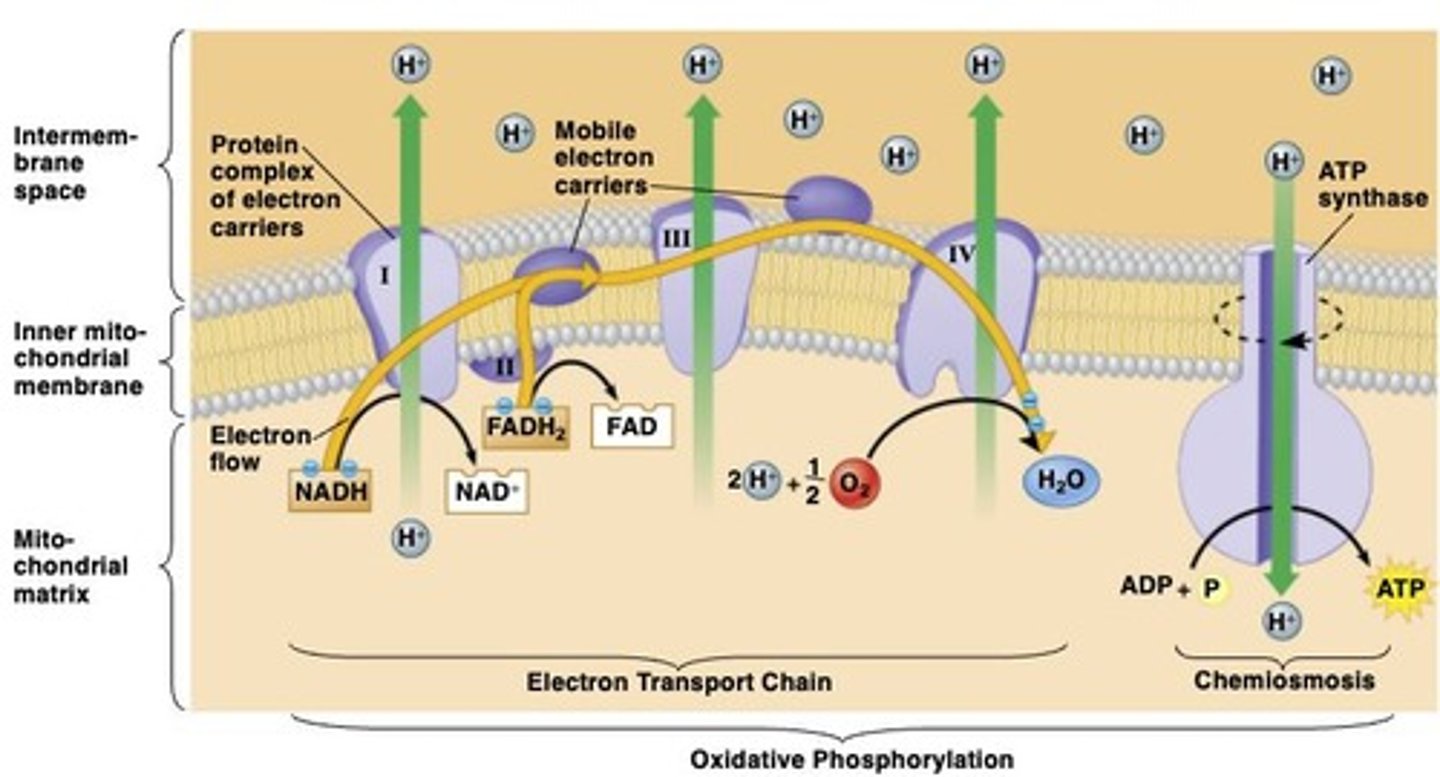 <p>It synthesizes ATP as H+ ions flow through it</p>