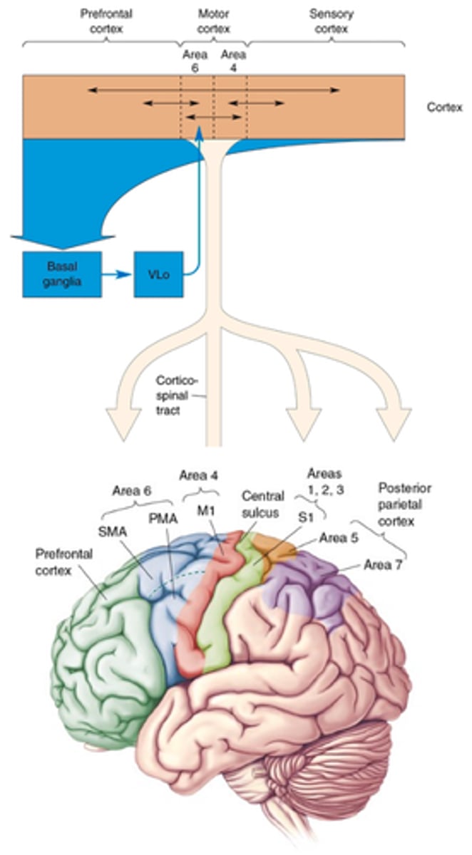 <p>What does the substantial input from many cortical areas suggest?</p>