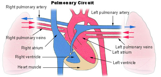 <p>The pulmonary circulation</p>