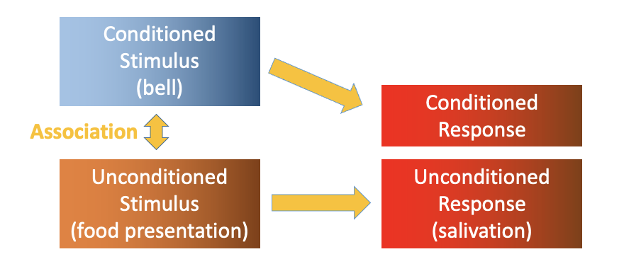 <ul><li><p>originally studied how NS controls digestion</p></li><li><p>found that dogs salivate in response to sight of food OR to sound of a bell</p></li><li><p>common paradigm: fear conditioning</p></li></ul><p></p><p>unconditioned stimulus: naturally evokes an unconditioned response</p><p>conditioned stimulus: paired with US so that it evokes a response</p><p>response to the CS is known as the conditioned response</p><p></p>