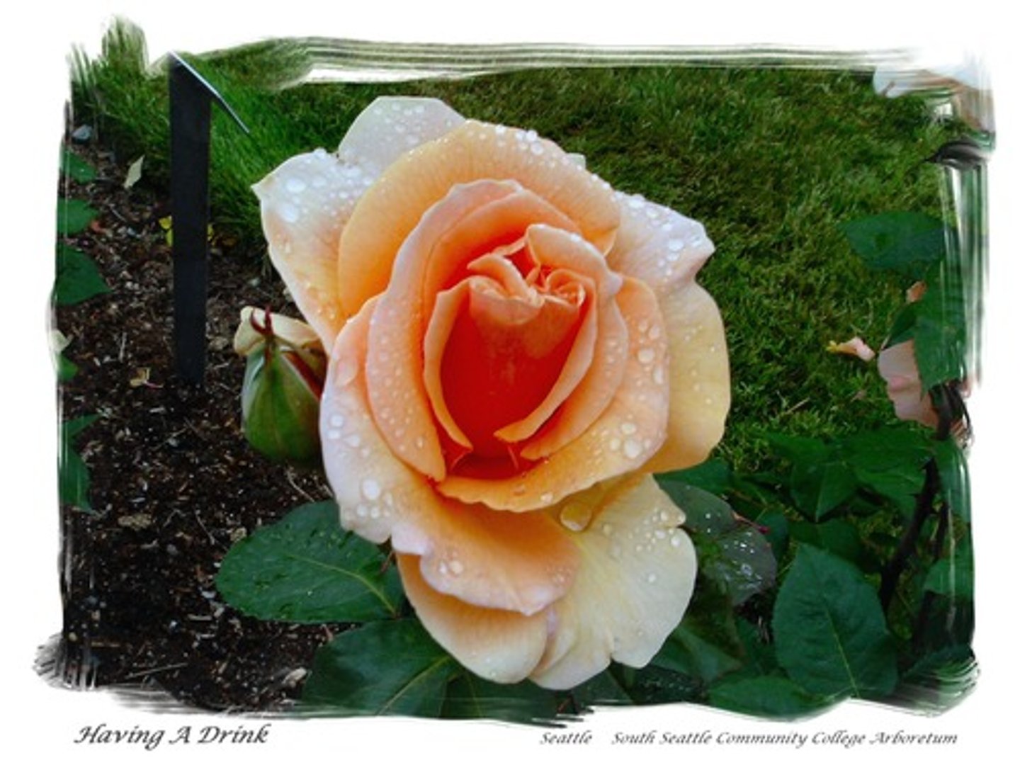 <p>beautiful; nice</p>