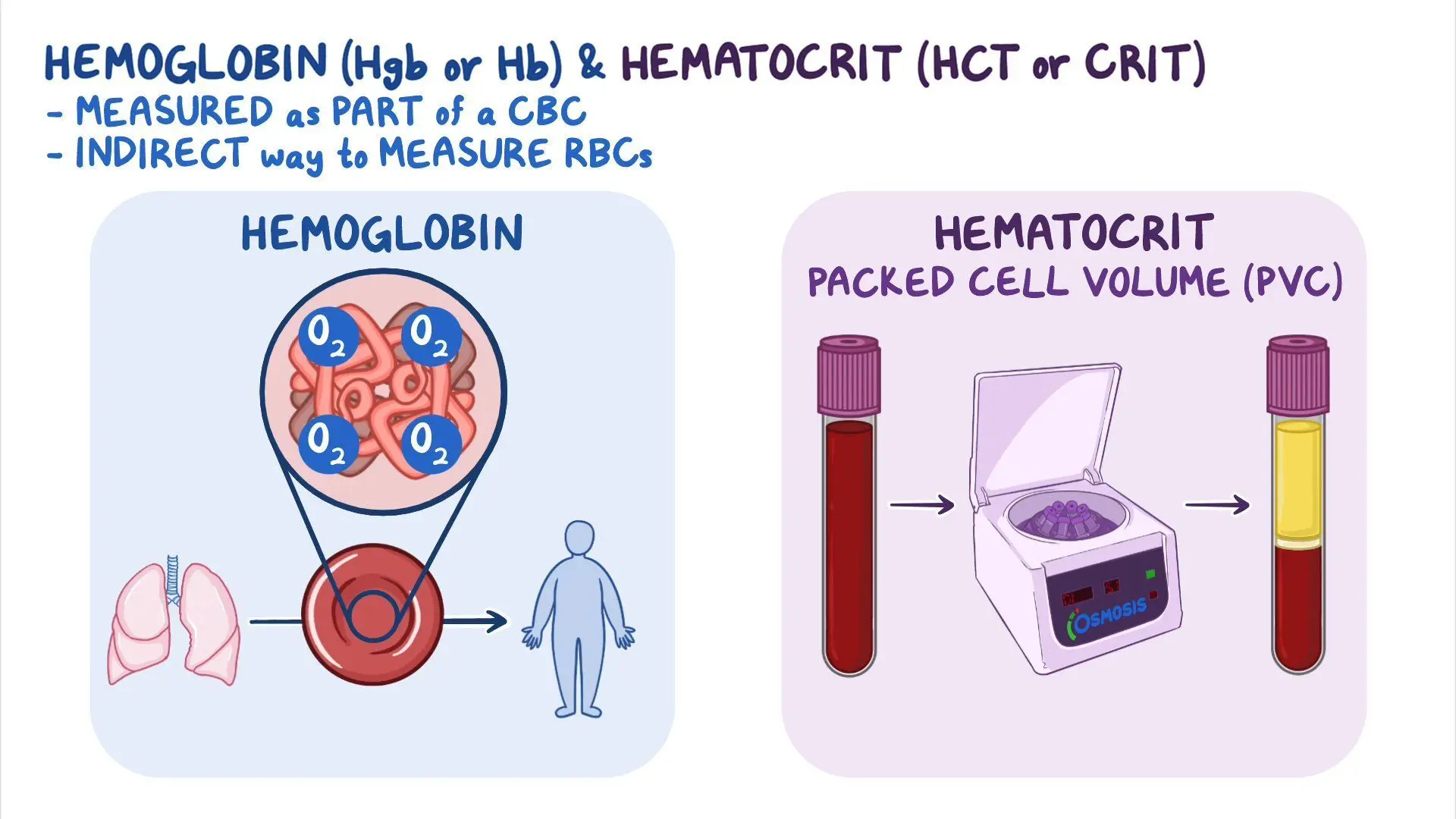 <p>It is caused by the lack of circulating oxygen in the blood cell</p>