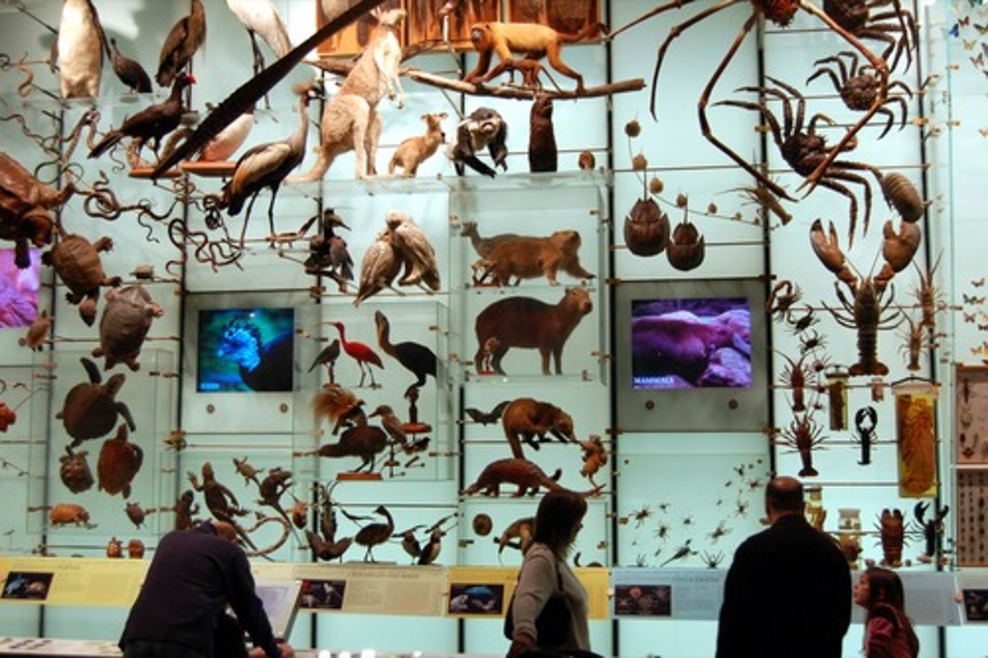 <p>The variety of life in the world or in a particular habitat or ecosystem. Tropical forests are biodiversity 'hotspots'.</p>